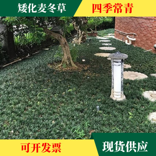 Wholesale Dwarfed Ophiopogon Japonicus Small-Leaf Ophiopogon Japonicus Dwarf Ophiopogon Japonicus Does Not Grow Tall, Evergreen and Drought-Resistant and Shade-Tolerant Plants in All Seasons