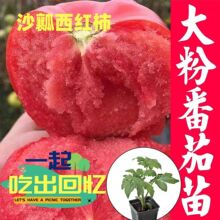 大粉西红柿苗沙瓤西红柿苗普罗旺斯西红柿苗正品大果蔬菜种子种苗