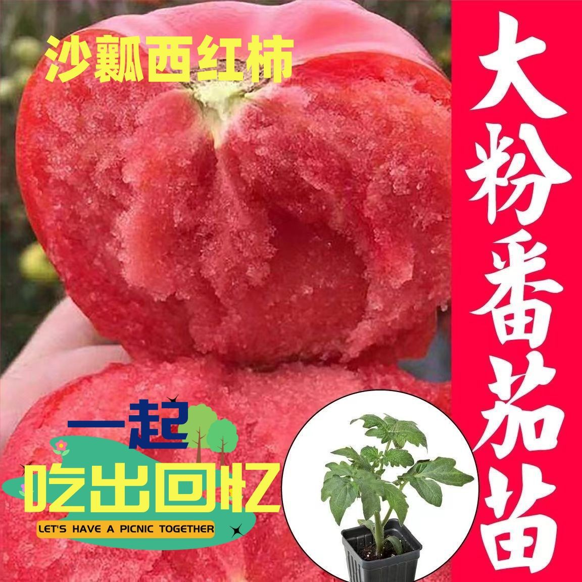 大粉西红柿苗沙瓤西红柿苗普罗旺斯西红柿苗正品大果蔬菜种子种苗