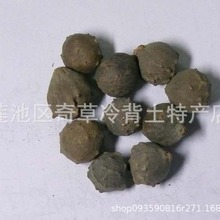 没食子,别名,墨石子,无食子,中药材为没食子蜂科昆虫没食子蜂