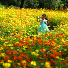 春天花种户外观花见土就活矮杆格桑花花种硫化菊种籽子公园花期长