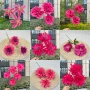 新品经济婚庆2024花材