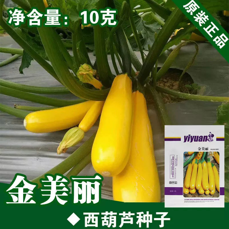 黄色西葫芦种子香蕉瓜西葫芦籽菜种菜籽蔬菜种子批发公司