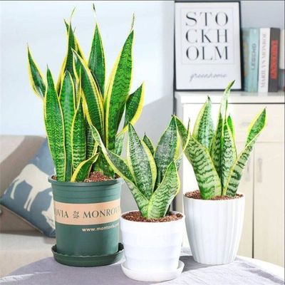 Sansevieria Phnom Penh A new house Potted plant Green plant flowers and plants Office Four seasons feed One piece wholesale One piece On behalf of