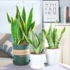 Sansevieria Phnom Penh A new house Potted plant Green plant flowers and plants Office Four seasons feed One piece wholesale One piece On behalf of