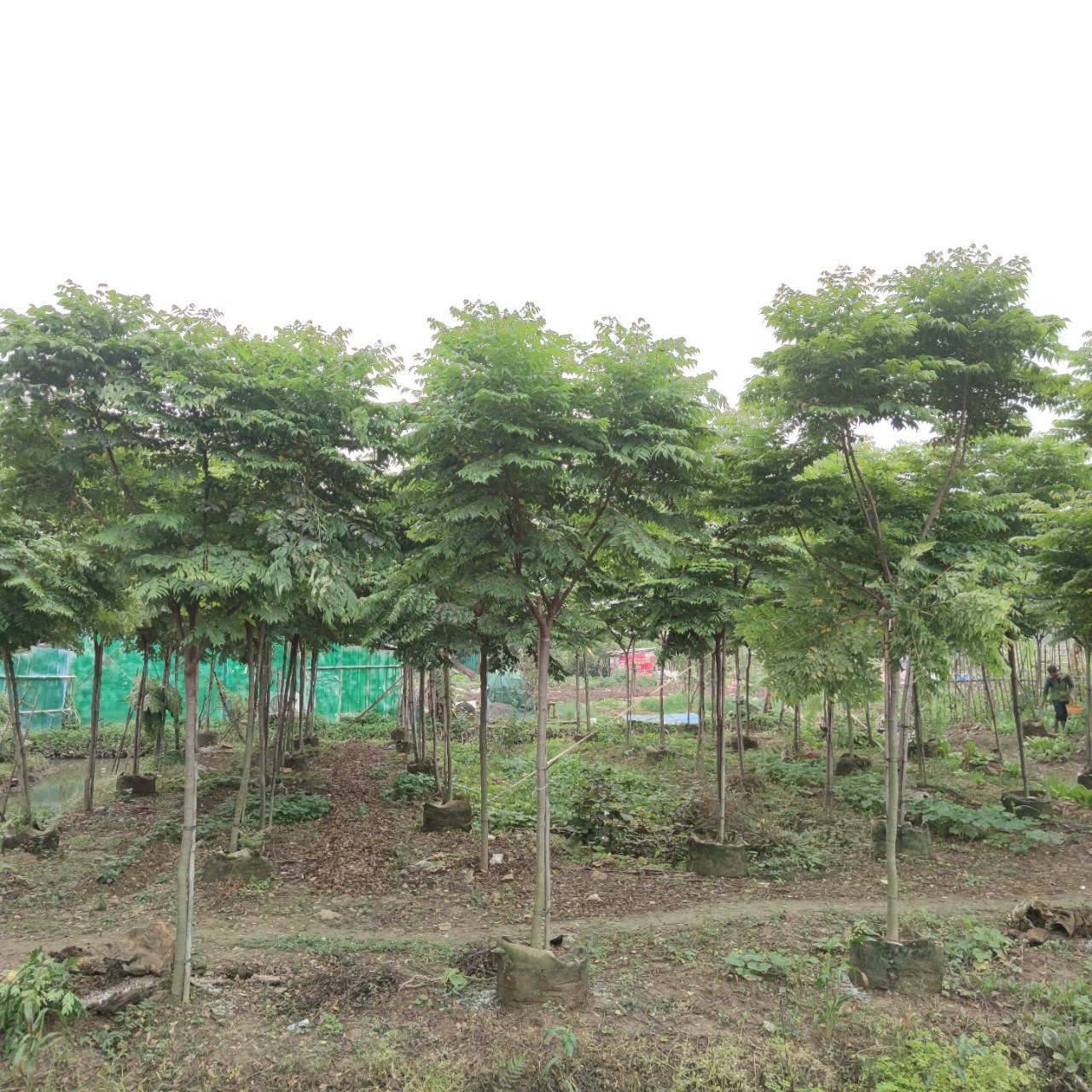 2303 база поставляет полную корону Тайвань Луан Дерево 5-10 см