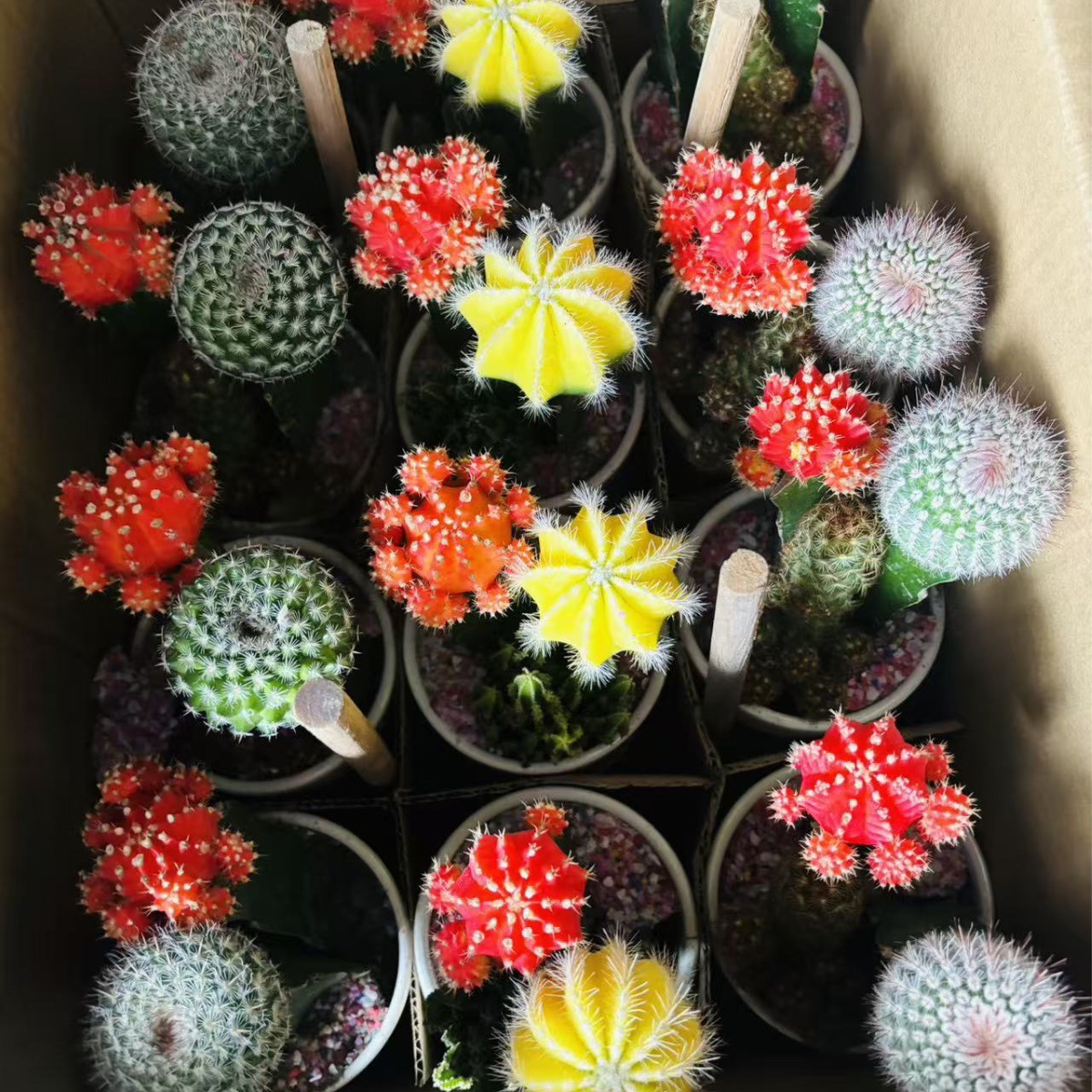 Cactus combinación de vidrio cerámico base de guangzhou venta directa factura boleto especial soporte de cotización de tres partes fábrica directa