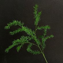 ����Gֲ���ɰ�ɭϵ��Y��ֲ�ﱳ�����bGֲ���Ŵ�׷���Gֲ