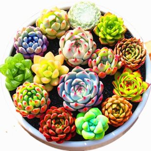 Succulent Money Tree Purple Peony Succulent Plant Potted Kraft Rainbow Peach Egg Jade Dew Ruby ​​Green Plant Flower