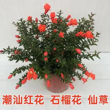 潮汕红花 石榴花 仙草 抹草 春草吉祥草阳台盆栽喜庆吉祥植物