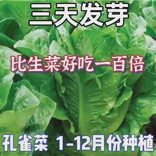 Peacock Seeds Can Be Eaten Raw, Roman Upright Lettuce, Cold-Resistant, Four-Season Sowing, Field Potted Salad Lettuce Seeds
