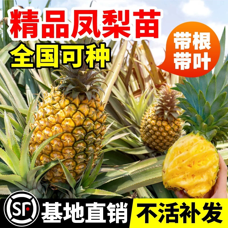 台湾金钻西瓜凤梨苗菠萝苗带果盆栽果树果苗南方种植水果矮化甜蜜
