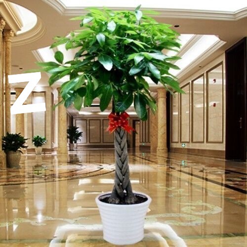 Money Tree Potted Plant for Living Room, Attracts Wealth, Purifies Air, Absorbs Formaldehyde, Large Green Plant for Office, Evergreen Plant for All Seasons Money Tree Potted Plant for Living Room, Attracts Wealth, Purifies Air, Absorbs Formaldehyde, Large Green Plant for Office, Evergreen Plant for All Seasons