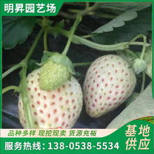 基地大量供應脫毒草莓苗 當年結果章姬四季草莓苗苗 草莓苗供應