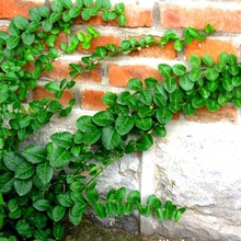 爬藤植物小叶扶芳藤四季常青红叶爬墙大苗工程苗秋冬红叶易活花卉