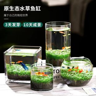 Ecological fish tank water seed house creative landscaping cement real glass bottle aquatic green plant cross-border AliExpress