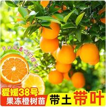 ����38̖�����Ș������ڳ��Ә��玧�����~�޽Ӹ߮a���ǳȹ������