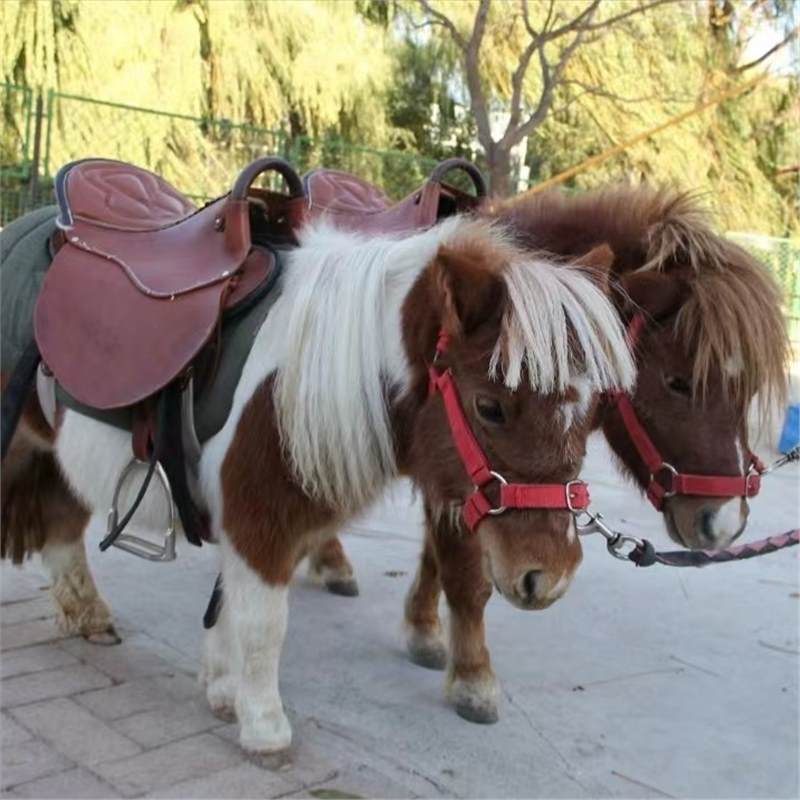 矮马活体宠物马德保矮马幼崽迷你宠物小矮马儿童骑乘真马矮马活物