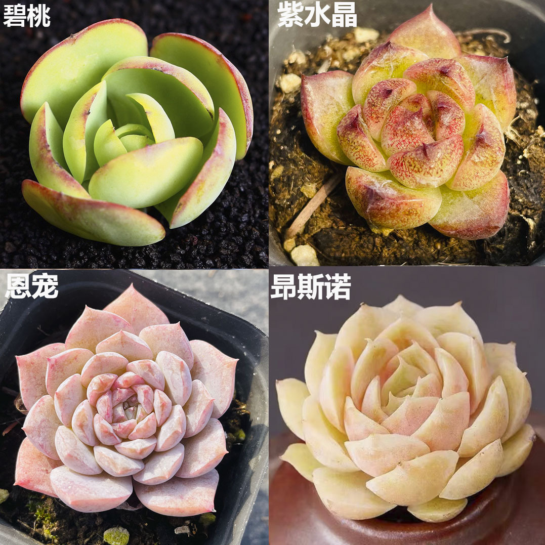 컨트롤 영양 (비도+자수정+그레이스+온시노) 3-4cm (플라스틱 화분 배송이 용이함)