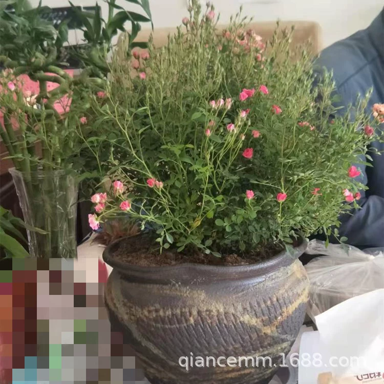 База поставляет новые многоголовые маленькие саженцы роз с ультра-микро розами в горшках с длительным периодом цветения в этом году.