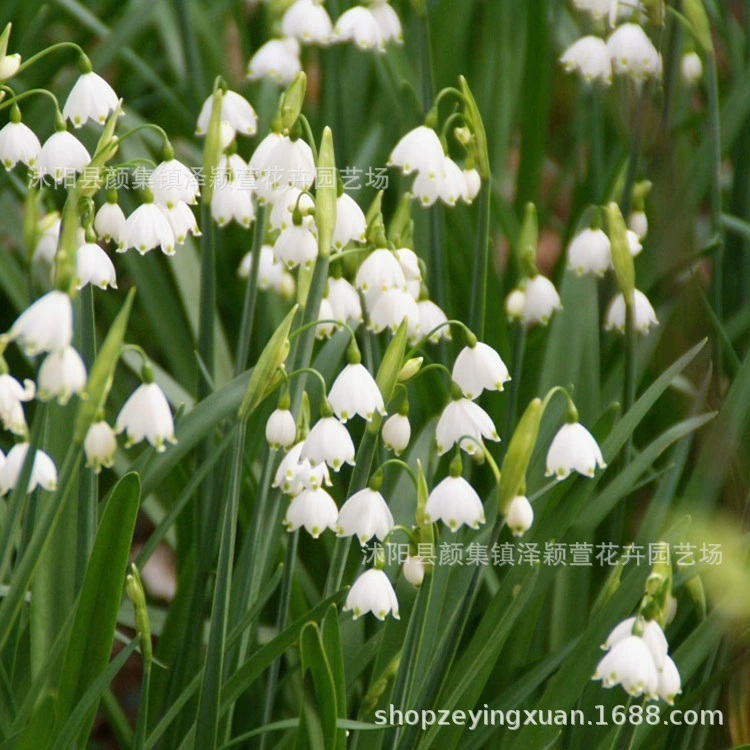 Луковица семян снежного лотоса двор балкон Крытый горшок подснежник морозостойкий полутеневой многолетний цветение луковиц в текущем году