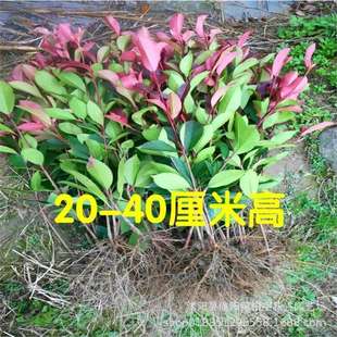 �t�~ʯ骾G���� �ļ�����ͥԺ�G����ľ ����t�_�e�t�~ʯ骻h����