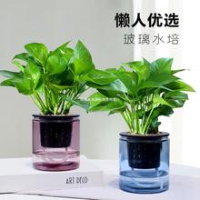 绿萝盆栽植物玻璃水培植物办公室净化空气小盆栽桌面四季好养植物