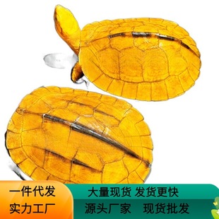Money Turtle Pet Stone Money Small Green Turtle Hatchling Domesticated Longevity Small Turtle Live Animal Southern Breed Modern Modern