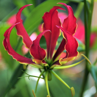 Galanthus Seeds Red Yellow Seeds Flower Seeds Florals Galanthus Flame All Year Round Flower Florals Wholesale