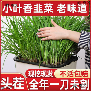 ²˸ϸ²˸N²rFڴ~tС~rļ