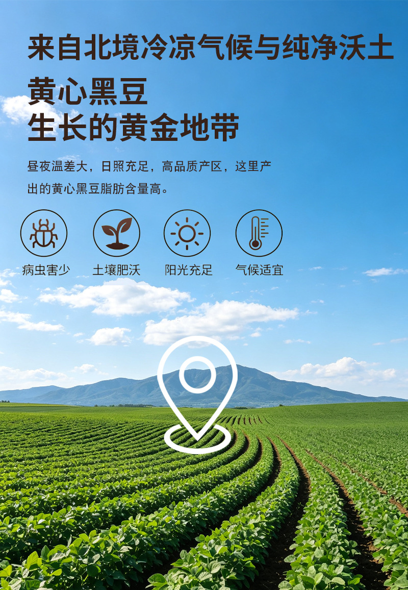 Roasted Yellow Core Black Soybeans Hei Dou 50 Jin Bulk Bag for Soy Milk and Grain Milling preparation