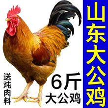 农村散养大公鸡现杀老公鸡走地鸡新鲜鸡肉土鸡整只包邮批发