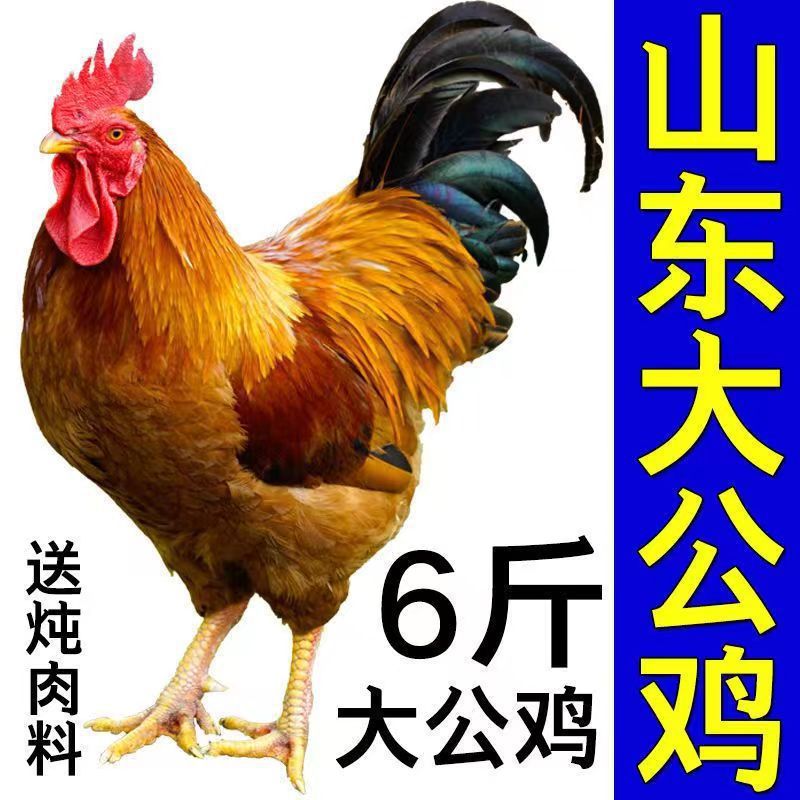 农村散养大公鸡现杀老公鸡走地鸡新鲜鸡肉土鸡整只包邮批发