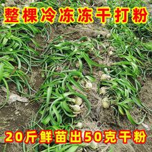 �������f�������ɷۻ����f������~�Ӗ|�������ߺ��[������șʳ��