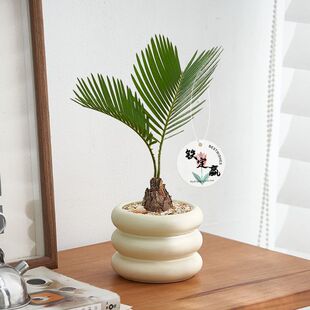 �F�������k���҃�����Gֲ�W�tINS�L���˺��Bˮ��ֲ��