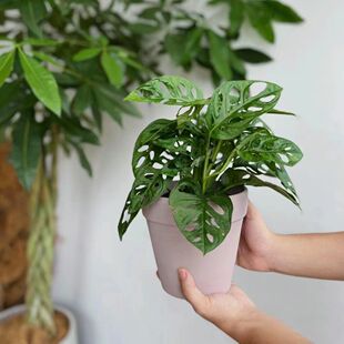 ��Ъ���ɶ��������׶��������������ˮ���k���҃����Գ���ȩ