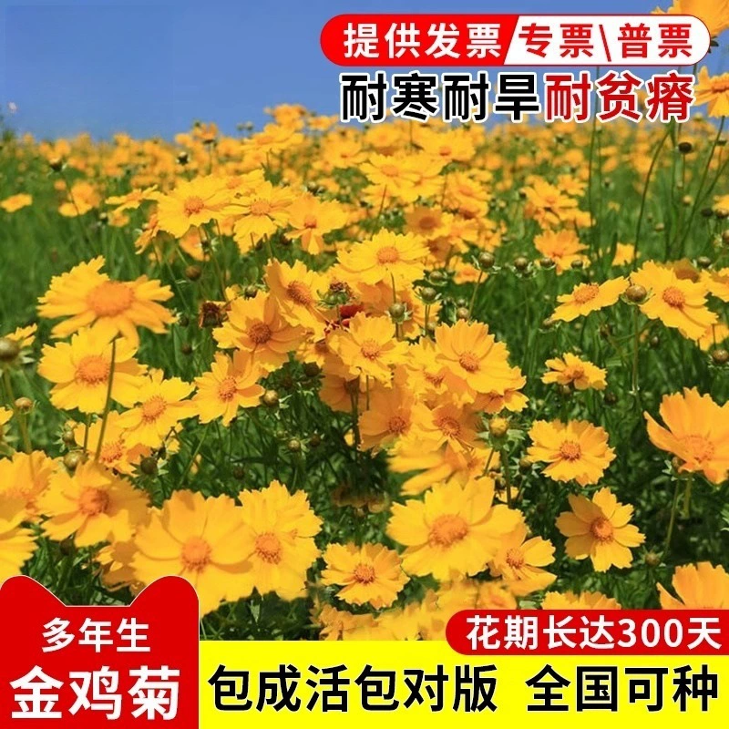 Семена многолетнего крупнокоробкового зина, семена космоса, семена зина для ландшафта, семена для цветения в любое время года