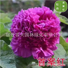 电商代发牡丹种子芍药种子 四季 不断牡丹花种子四季播易种活