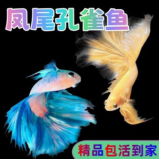 ��ȸ�~�~���^�p�~���N�ᎧС�͵�ˮ���~���B�ͻ��PβС�~��ĸ