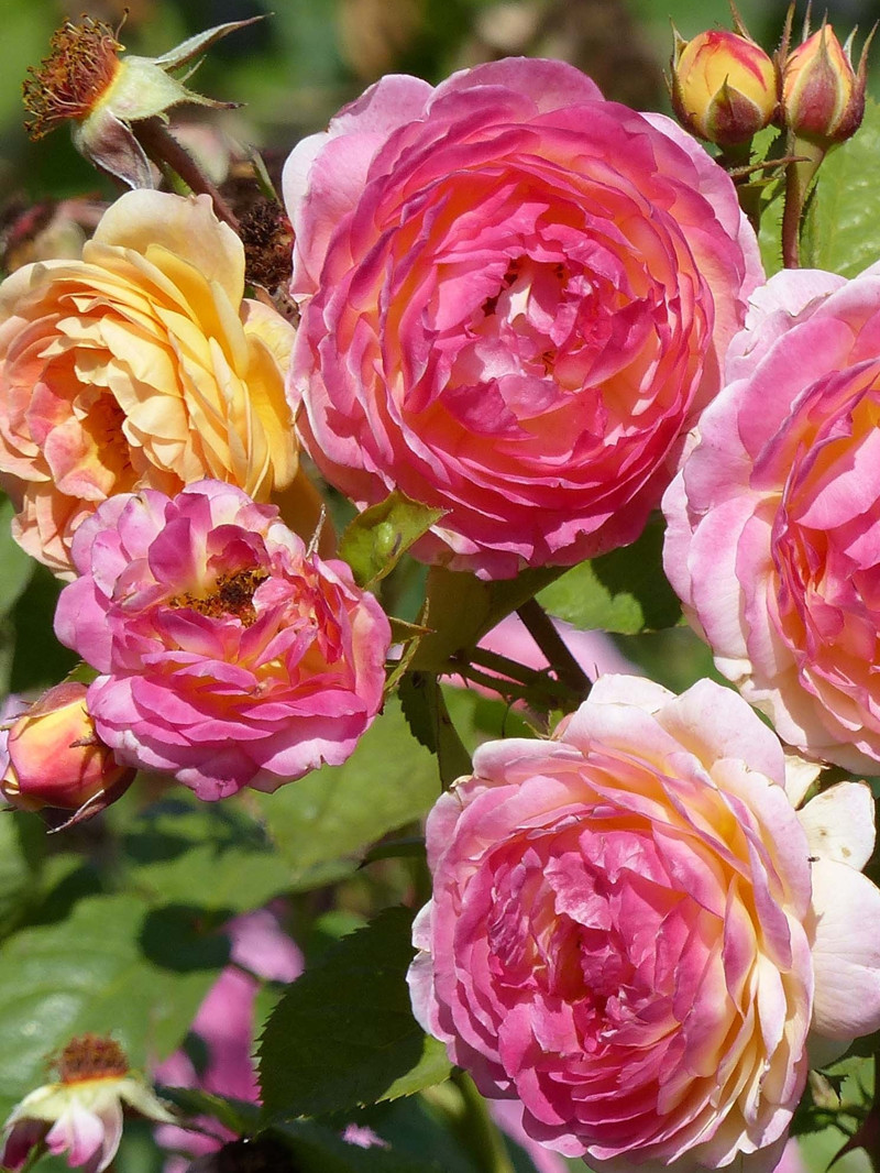 月季带花苞花苗爬藤大花盆栽小苗庭院藤本多季开花植物欧月玫瑰