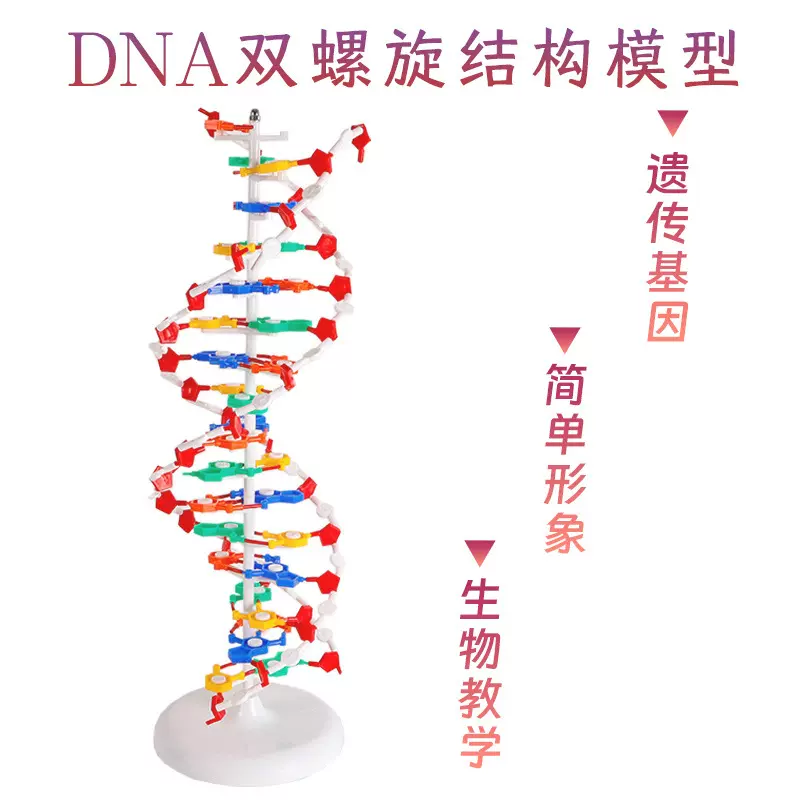 DNA双螺旋结构模型大号演示碱基对遗传基因生物科学教学器材