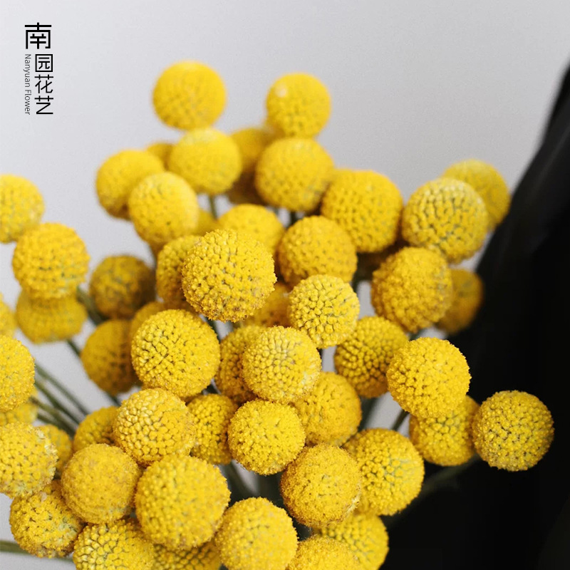 Wholesale Gold Ball Ins Dried Flower Golden Hammer Flower Props for New Year Home Decor Ornaments Gift Bouquets