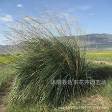 批发芨芨草种子积机草席萁草棘棘草种子牧草药材改土保土质优价低