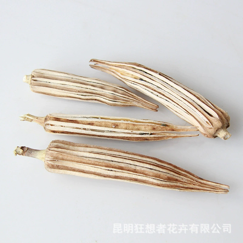 Dry Flower DIY Materials [Dry Fruit] Madman Sommelier Candle Plant Simagon Handmade Class Dry Flower Dry Branches Material