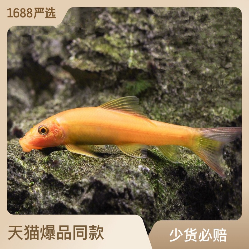 Goldfish Cleaning Fish Removes Algae and Moss, Suitable for Mixed Breeding with Goldfish and Tropical Ornamental Fish in Planted Tanks, Aquarium Cleaner Goldfish Cleaning Fish Removes Algae and Moss, Suitable for Mixed Breeding with Goldfish and Tropical Ornamental Fish in Planted Tanks, Aquarium Cleaner