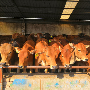 ������Сţ�ٺ���B�����T����ţƷ�N��ţ�r����^�����Sţ����