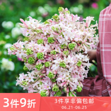 月下香 月下香品牌 图片 价格 月下香批发 阿里巴巴