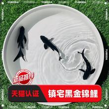 精品长尾黑色锦鲤镇宅黑草金鱼黑金冷水热带观赏活体鱼蝴蝶黑慧星