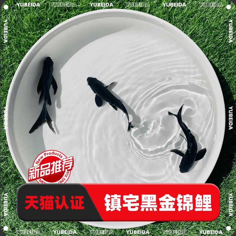精品长尾黑色锦鲤镇宅黑草金鱼黑金冷水热带观赏活体鱼蝴蝶黑慧星