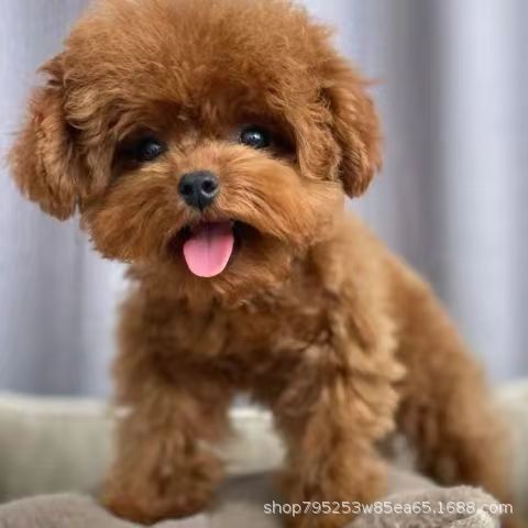 纯种灰泰迪幼犬小体纯物宠物活体泰迪犬长不大贵宾犬茶杯犬小狗